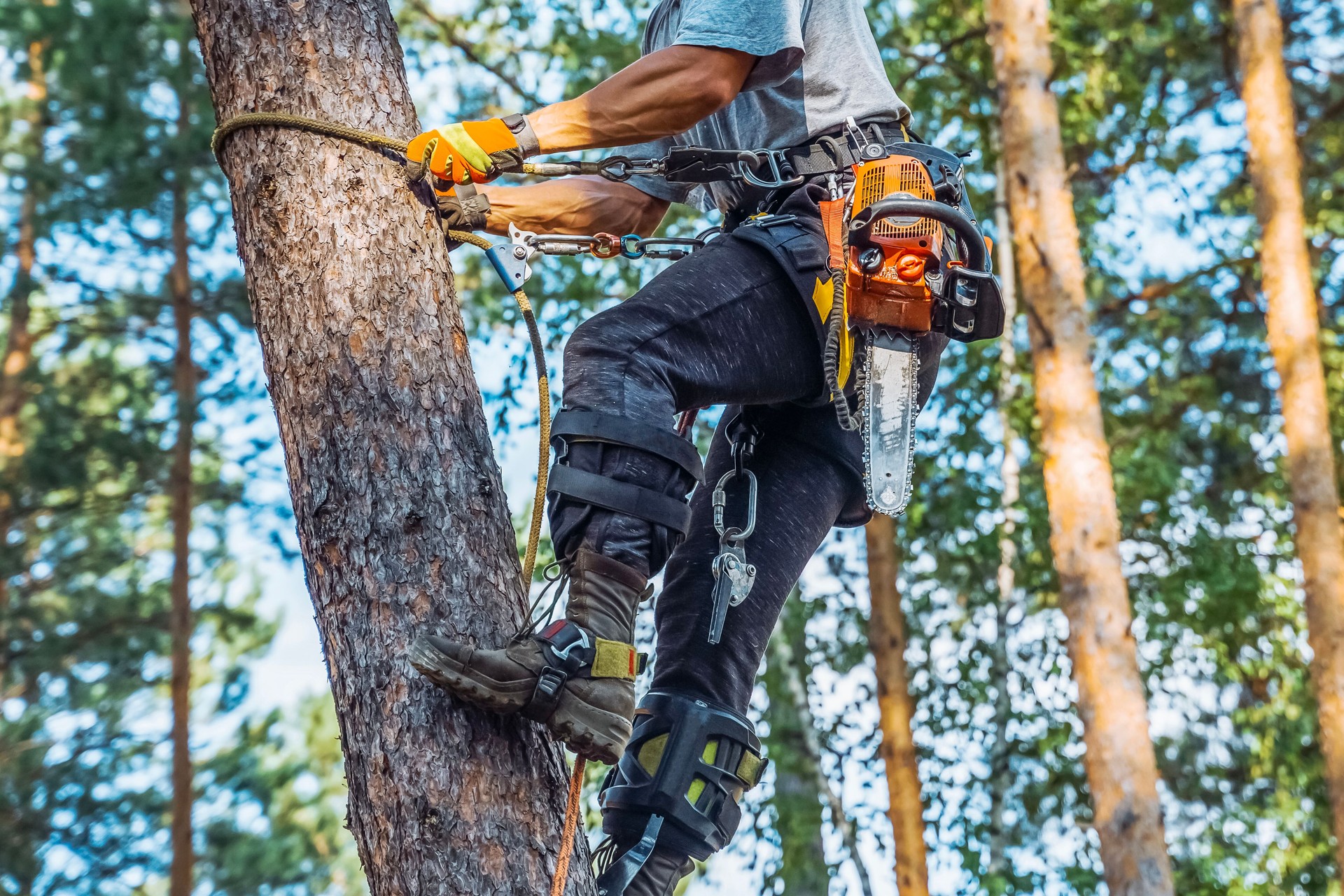 Trädspecialist (arborist) som arbetar i kronan på en tall och sågar med motorsåg. Vuxen man utrustad med full skyddsutrustning.