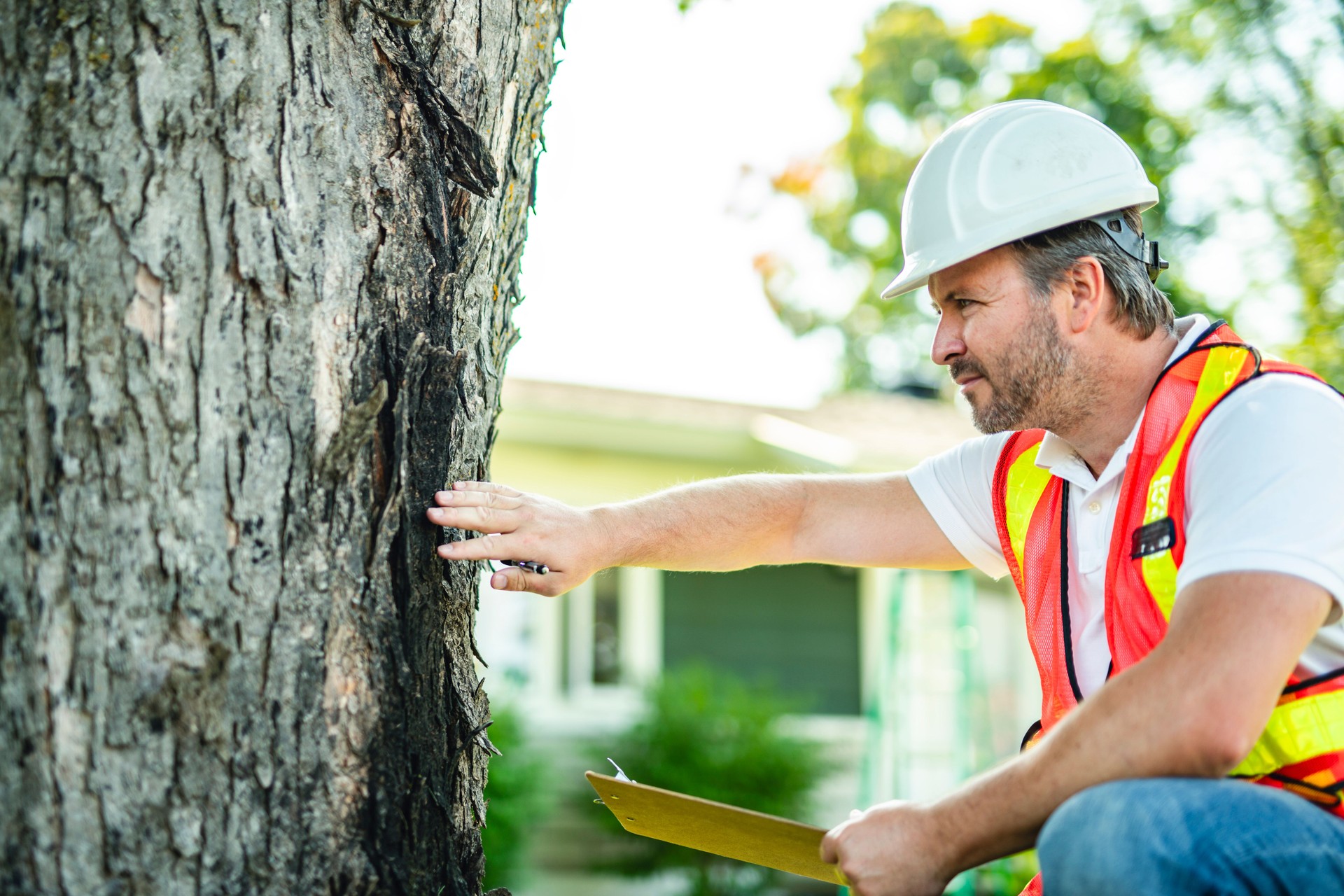 man holding a clipboard, inspect tree
