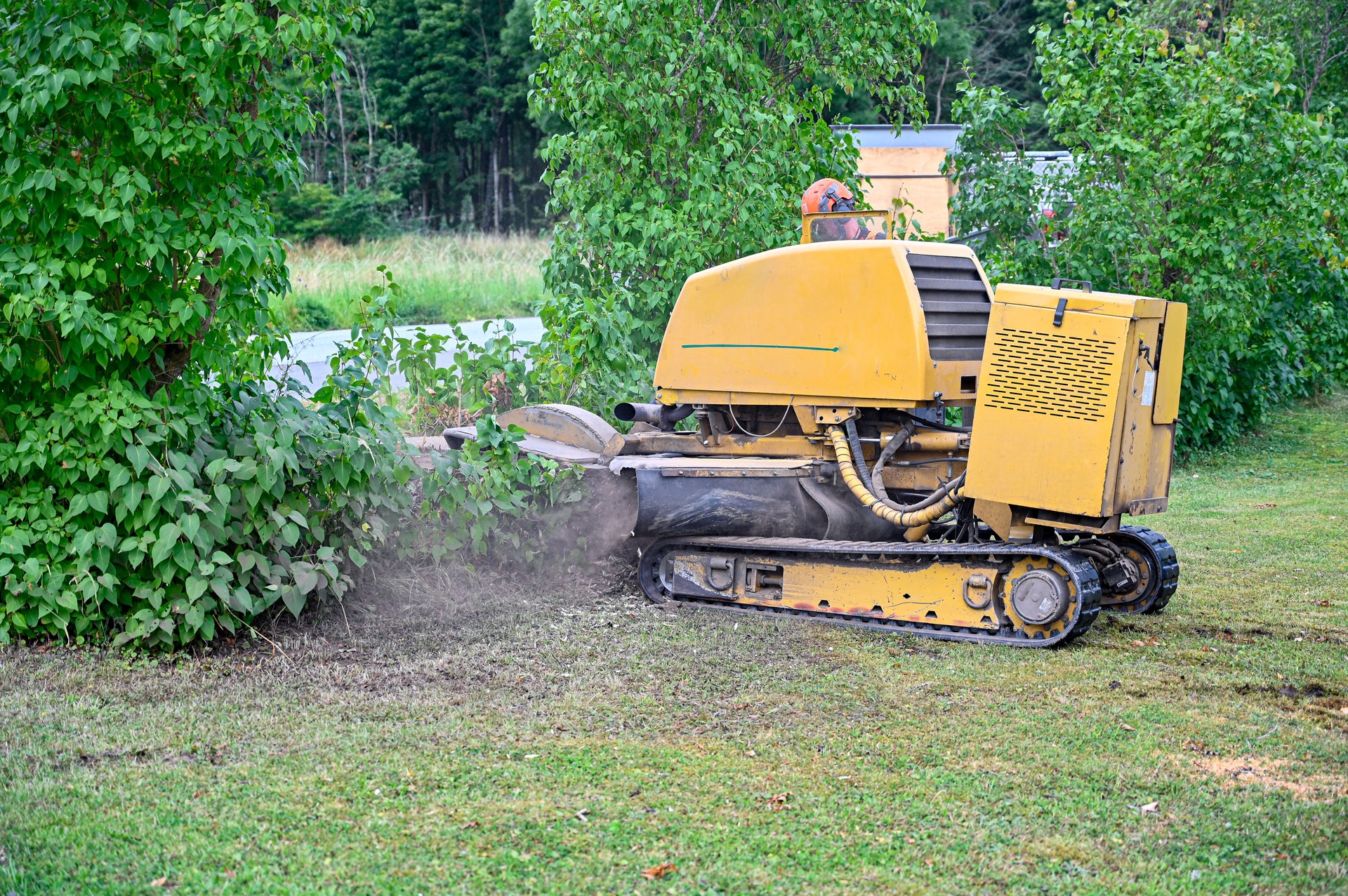 big yellow stump grinder in lilac hedge