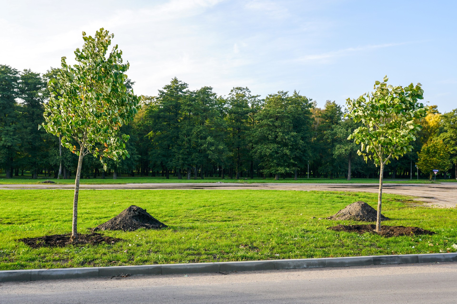 Planting of new trees in the improvement of the surrounding environment of a new industrial facility