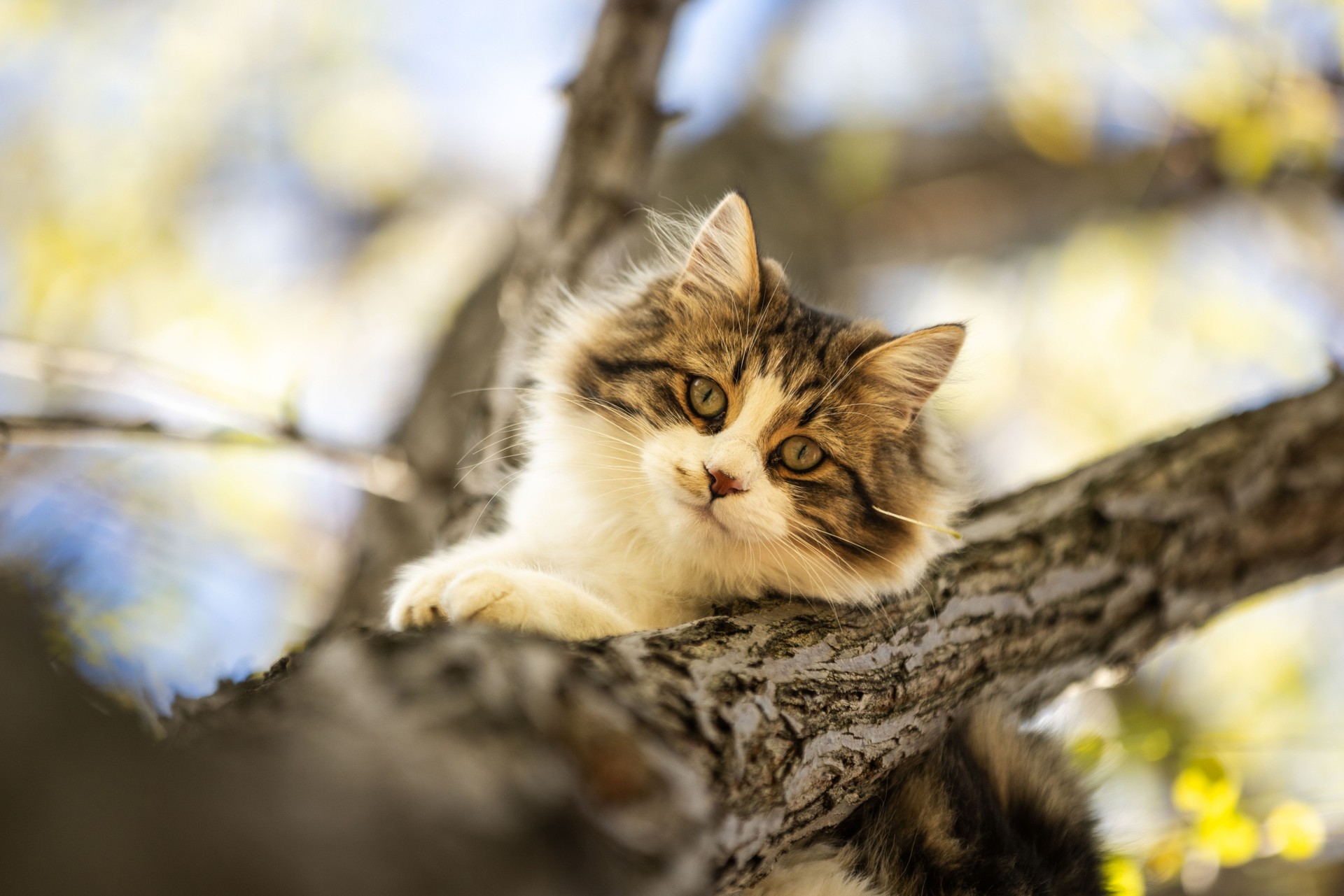 Stray cat is lying on tree.