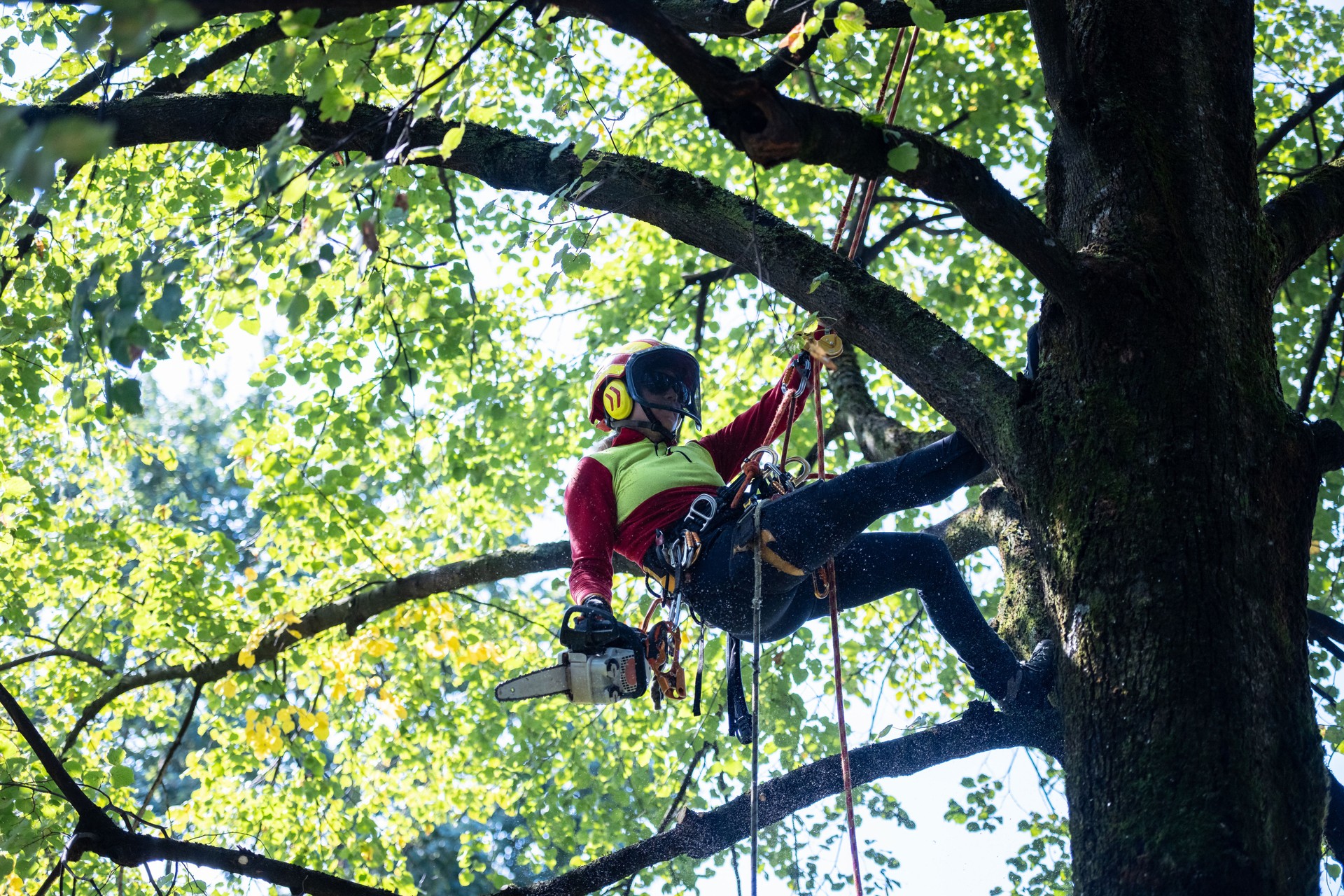 Arborist och trädspecialist som arbetar professionellt med klättring i träd i stadsmiljö – trädgårdsarbetare i arbete i en park.