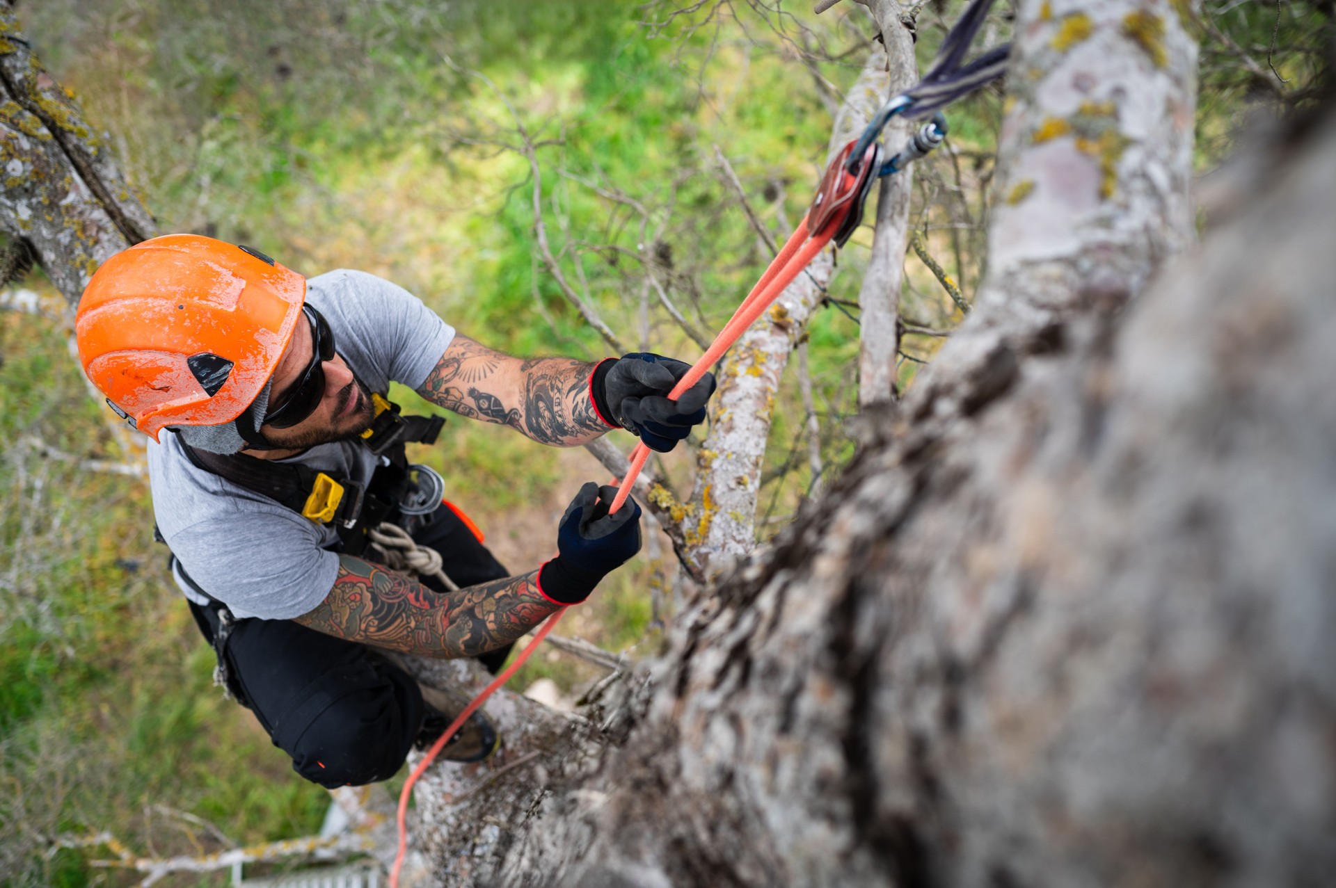 Arborist hanging from rope while pruning trees