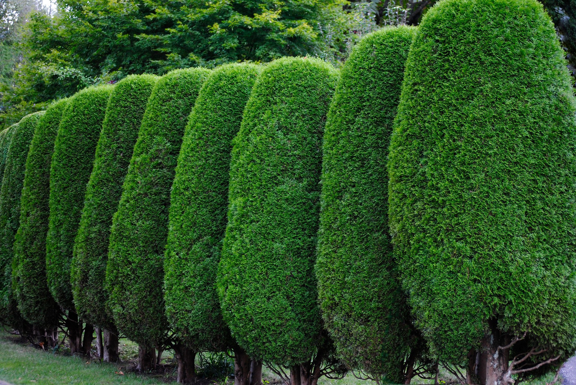 Neatly trimmed hedge