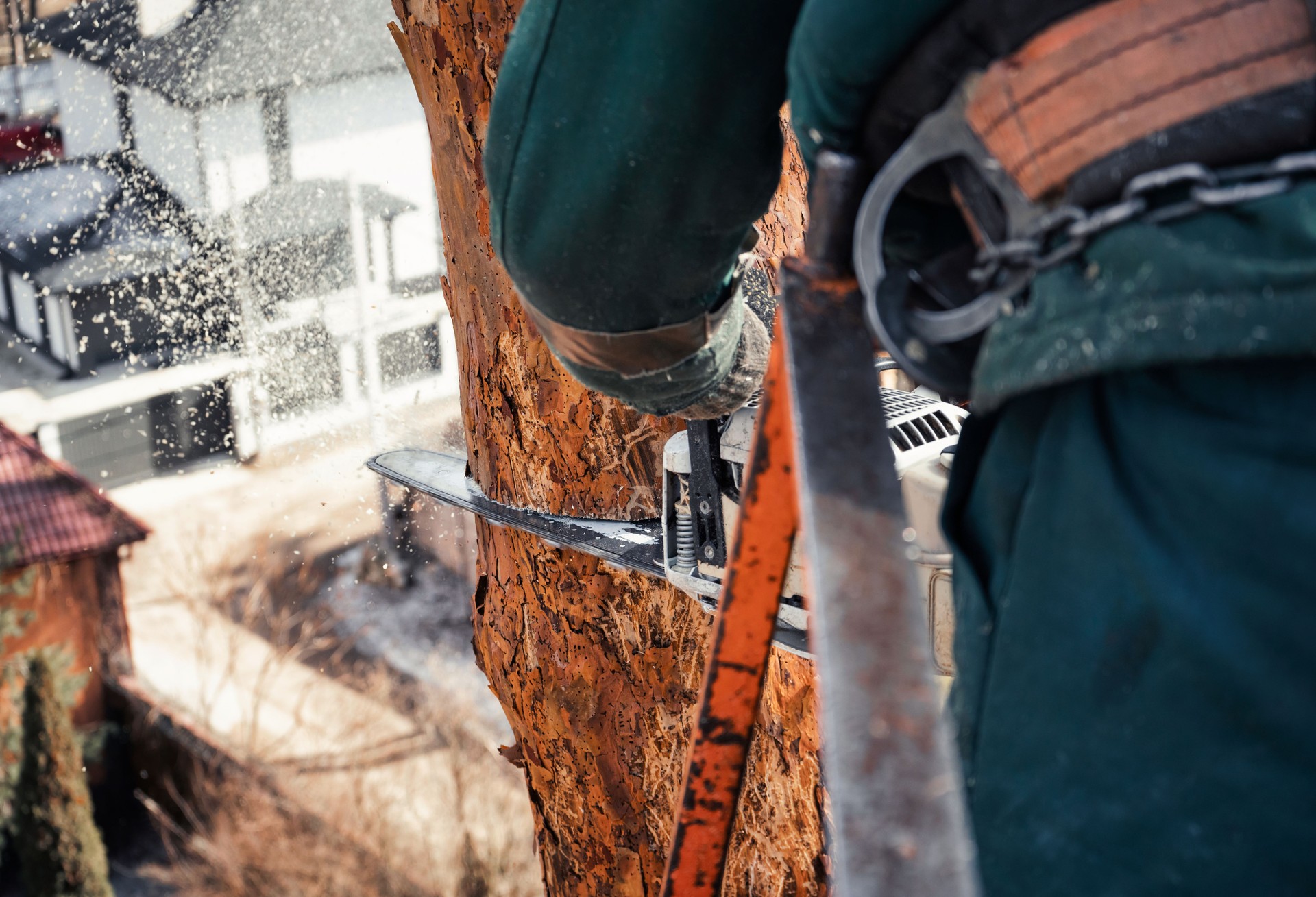 Arborist kapar stammen på ett skadat träd med motorsåg på hög höjd.